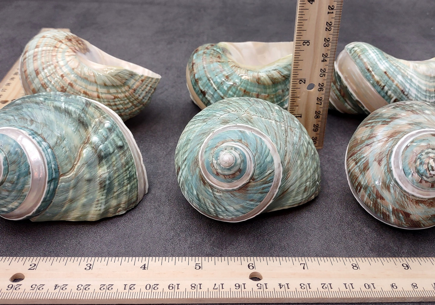 Polished Jade Green Turbo Seashell with Pearlized Stripe Turbo Burgessi (1 shell approx. 4+ inches) Shell for hermit crabs or collecting!