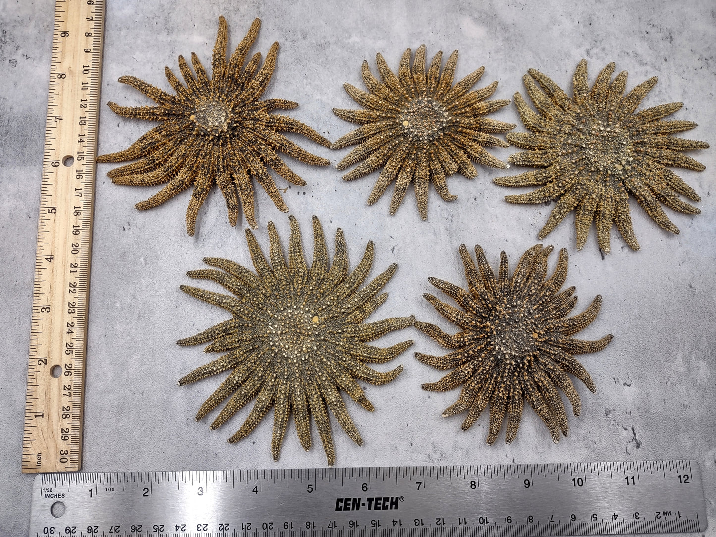 Mexican Sun Star Heliaster Kubiniji (1 starfish approx. 4+ inches) Great shells for coastal crafting décor & collections!