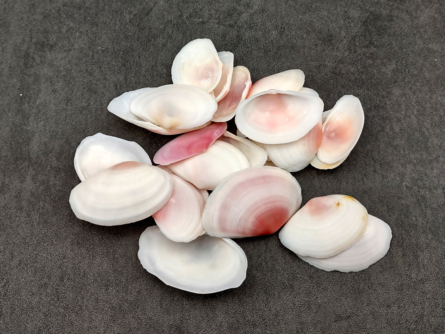 Light Pink Tellin Seashell Rose Petal Halves (30 shells approx. 1+ inches) Rose Pink White Sea Shells for home crafts & art projects!