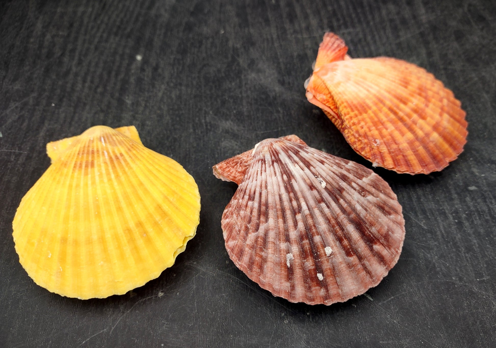 Noble Scallop Seashell Pairs Pecten Nobilis (3 shell pairs approx. 2.5+ inches). Copyright 2024 SeashellSupply.com