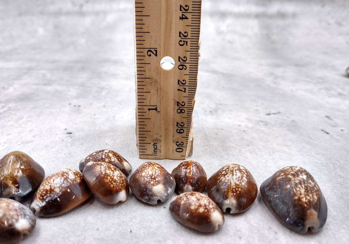 Serpent Head Cowrie Shells (.75-1.25 inches) - (10 pcs.) - Cypraea Caputserpentis. Multiple brown shells with white and tan specks on the top with a wide opening below. Copyright 2024 SeaShellSupply.com.