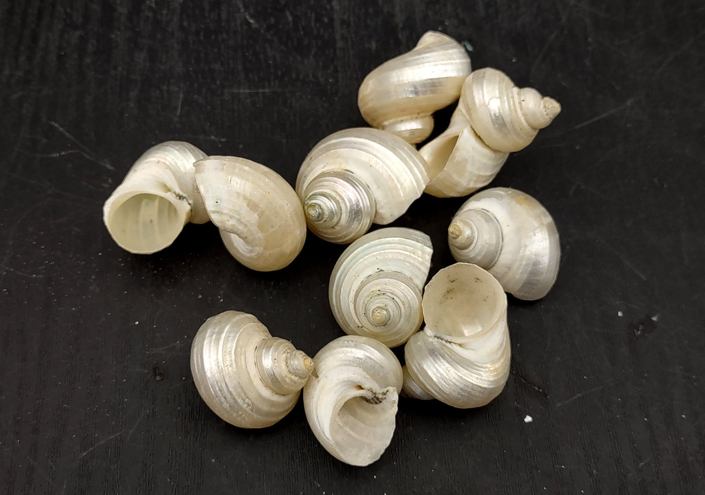 Pearlized Turbo Seashells (10 pcs.). Pile of spiral white glazed shells with medium sized openings. Copyright 2022 SeaShellSupply.com.