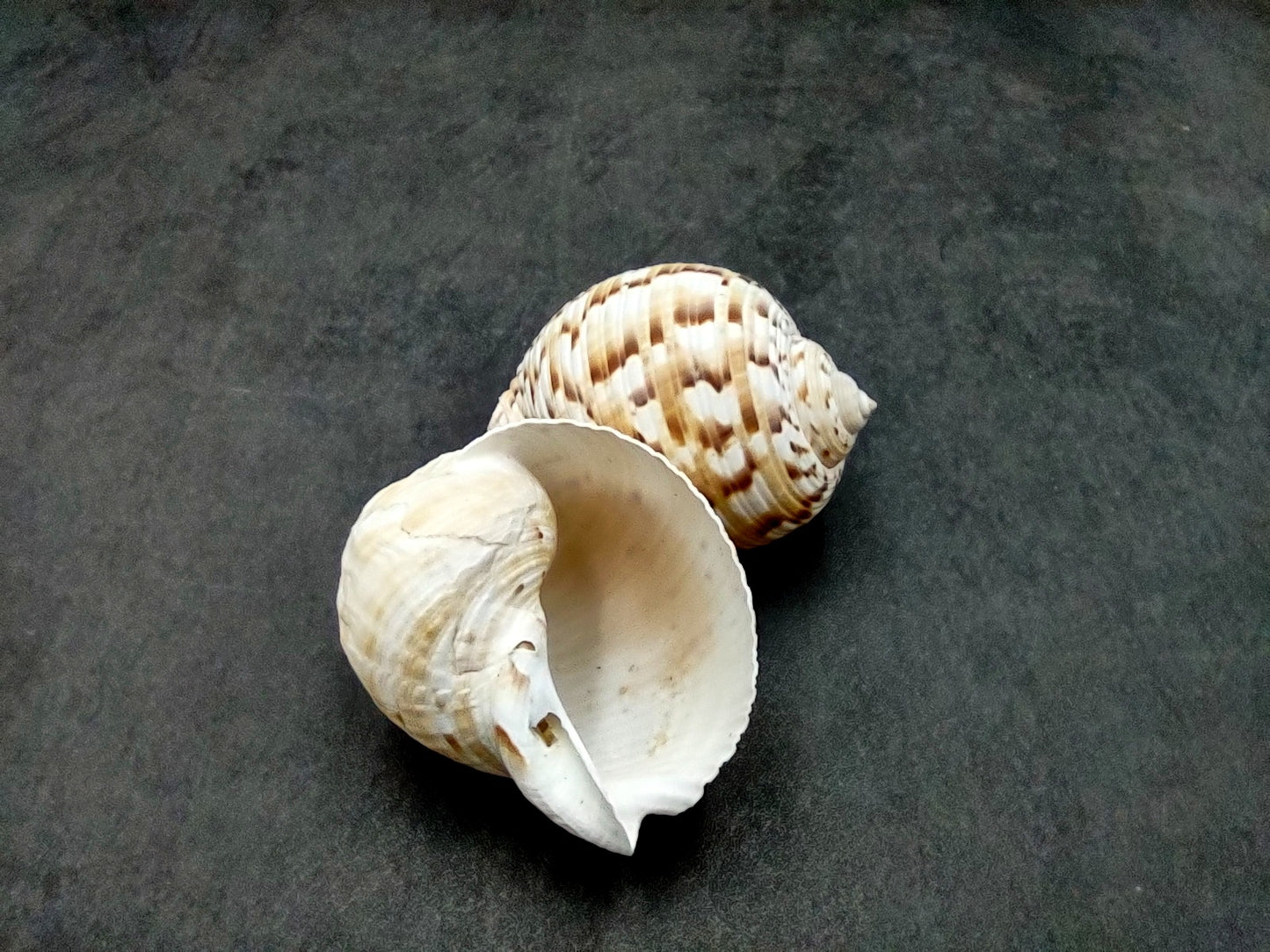 China Tun Seashell White Brown Tonna Chinensis (1 shell approx. 2+ inches) Great shells for coastal crafting décor & collections!