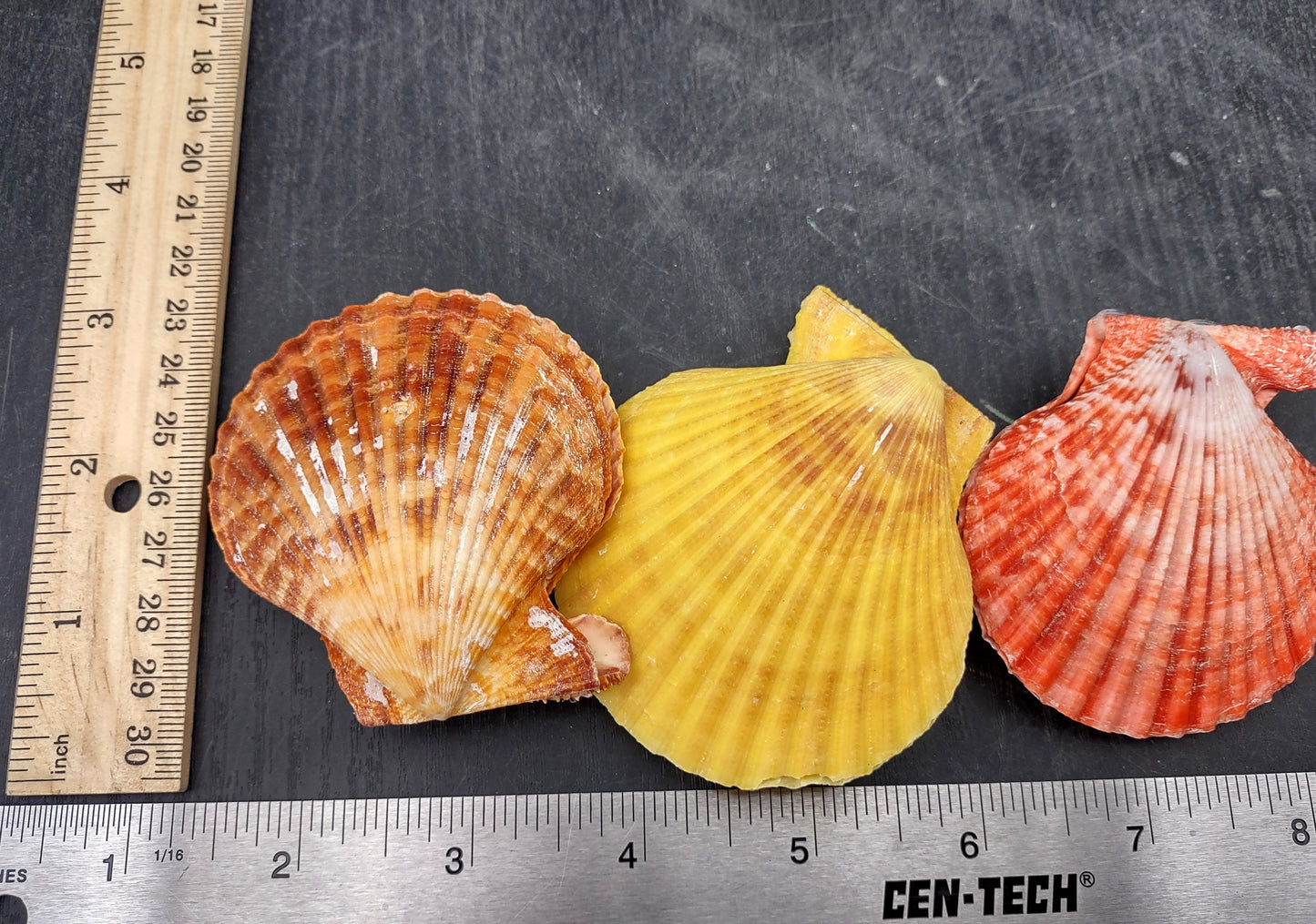 Noble Scallop Seashell Pairs Pecten Nobilis (3 shell pairs approx. 2.5+ inches). Copyright 2024 SeashellSupply.com