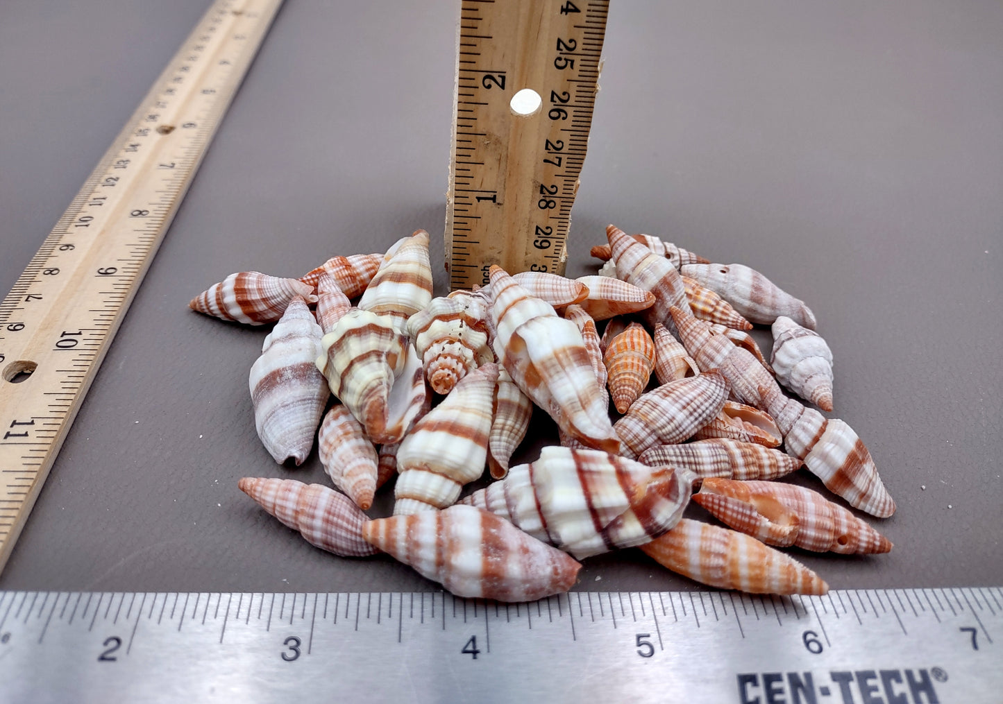 Assorted Miter Seashells (appx. 22-25 pcs.). Multiple red and orange shaded spiral ribbed shells in a pile. Copyright 2024 SeaShellSupply.com.