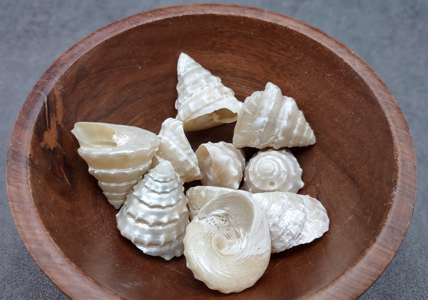 Pearlized Trochus Seashell Trochus Niloticus (10 shells approx. 0.75+ inch) Neat shells for coastal crafting décor & collections!