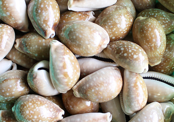 Calf Cowrie Seashells Cypraea Vitellus (5 shells approx. 2+ inches) Beautiful shells for any coastal crafting or décor!