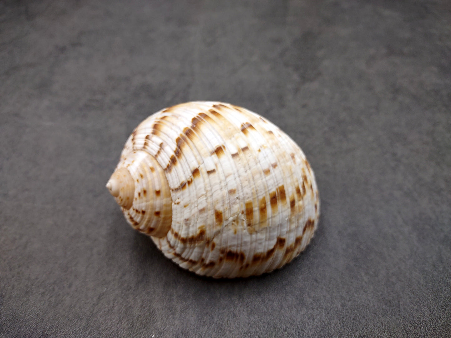 China Tun Seashell White Brown Tonna Chinensis (1 shell approx. 2+ inches) Great shells for coastal crafting décor & collections!