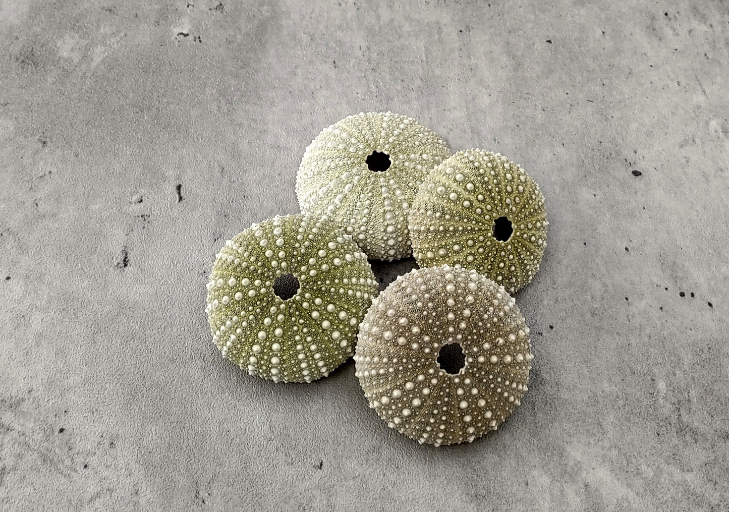 Green Mexican Sea Urchin (1.5 - 2.5 inches) - Strongylocentrotus Drobachiensis. One light green shell with stripes of dark green and white ribs along the stripes. Copyright 2022 SeaShellSupply.com.