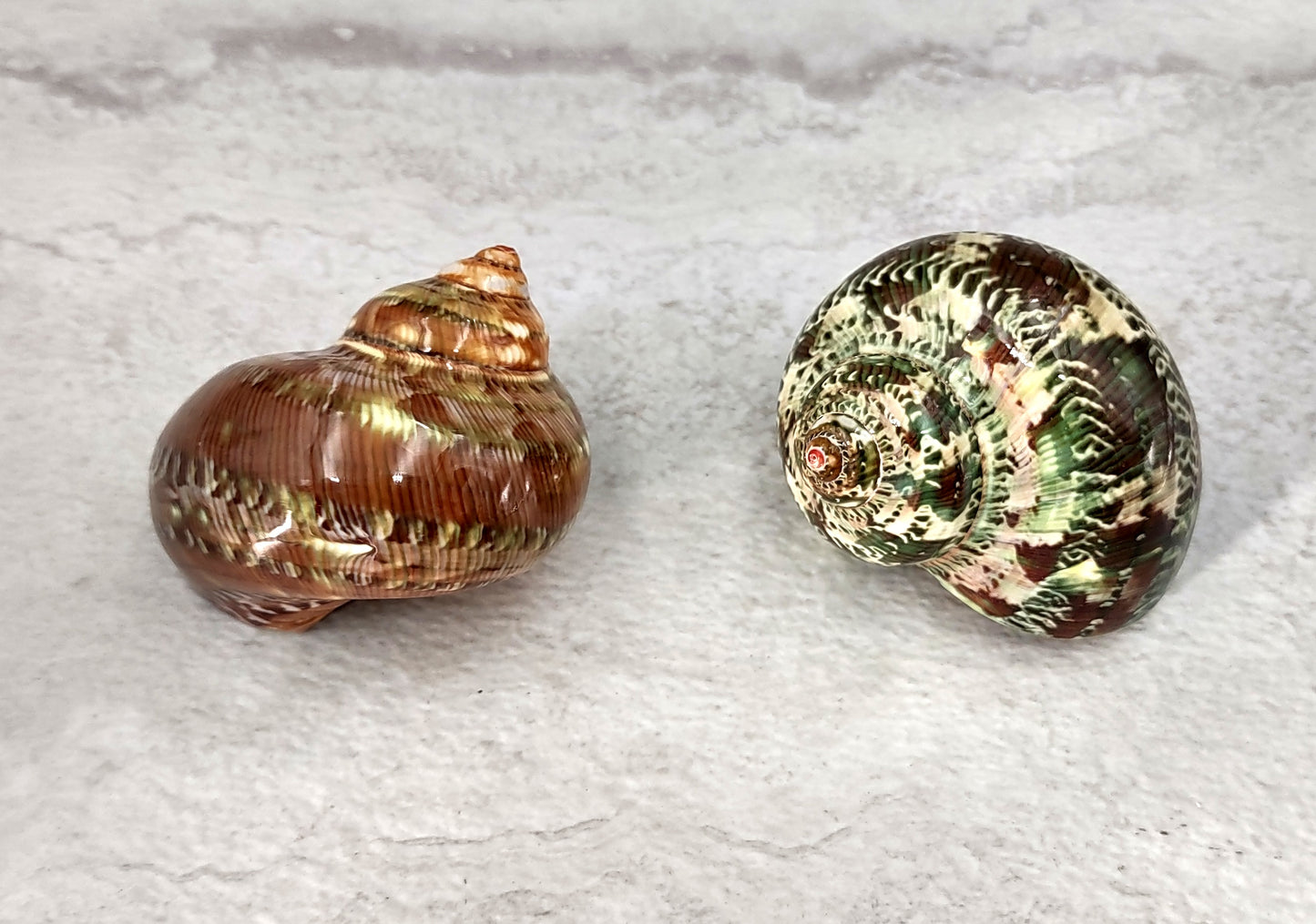 Tapestry Green Speckled Turbo Seashells Turbo Petholatus (2 shells approx. 2+ inches) Great for hermit crabs art crafts & collecting!