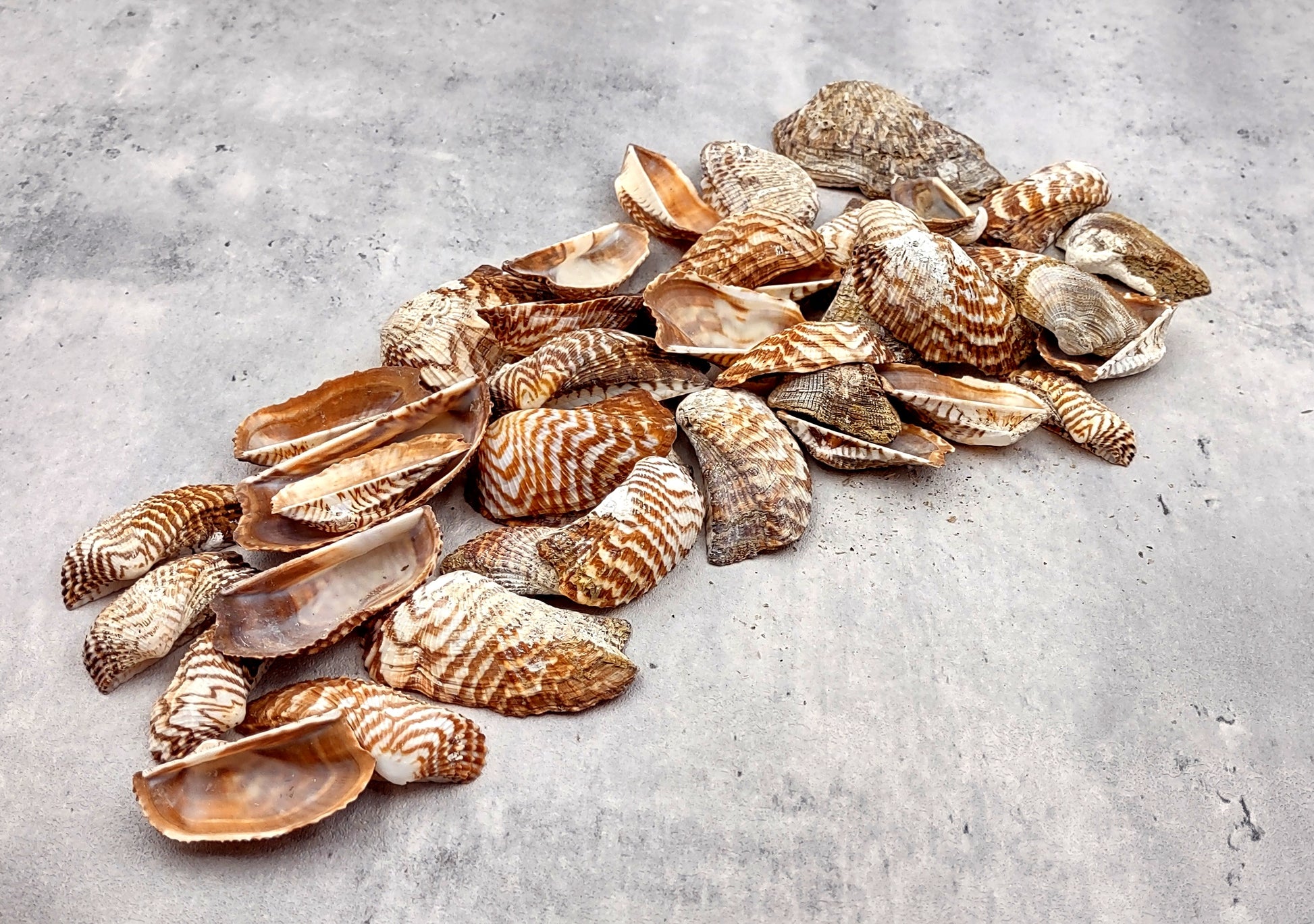 Turkey Wing Seashells (20 pcs.) - Arca Zebra. Multiple white and tan stripped shells with a wide opening. Copyright 2024 SeaShellSupply.com.