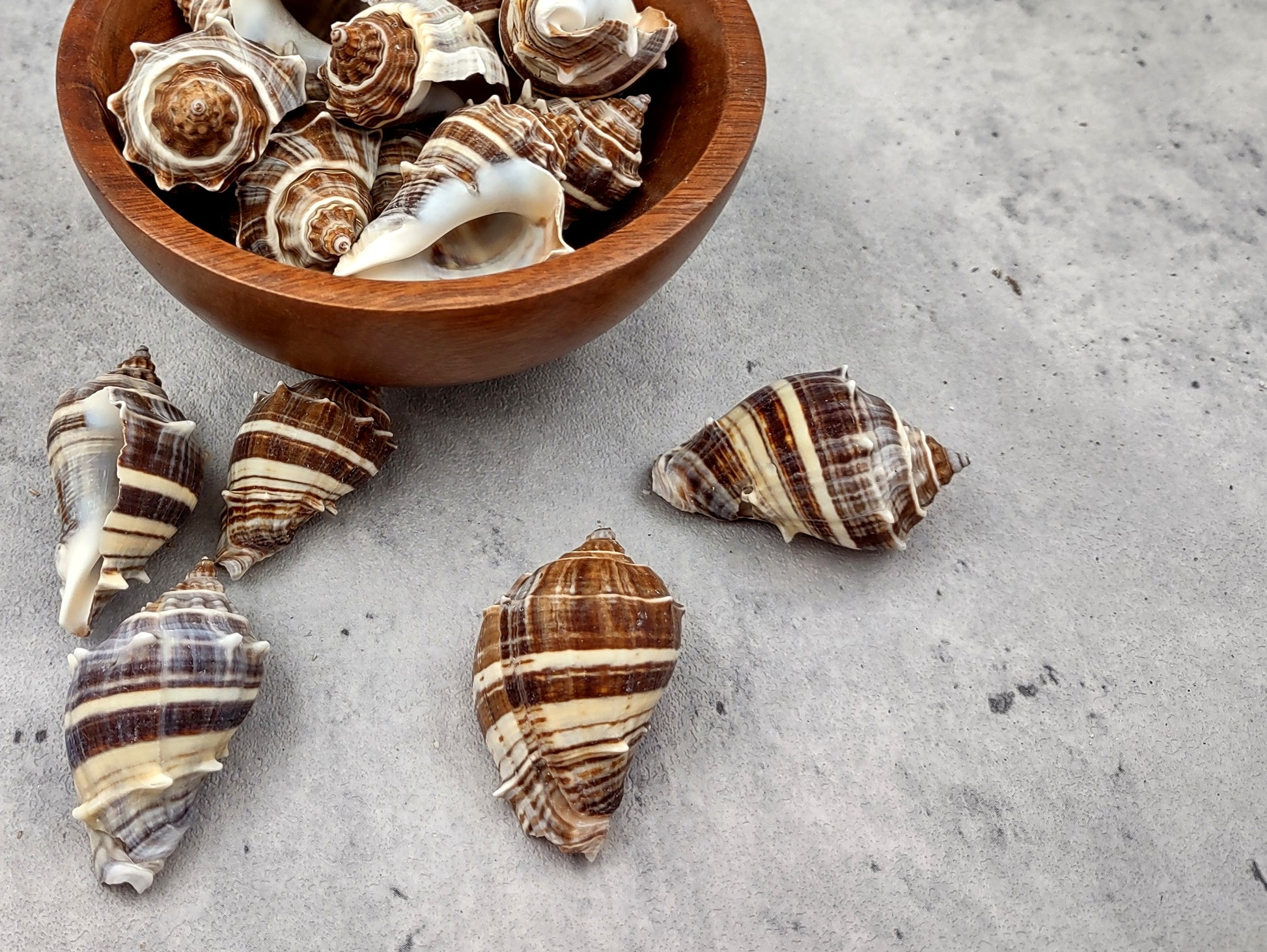 King Crown Conch Seashells Melongena Corona (2 shells approx. 2.5+ inches) Conch shell great for coastal crafting display & collections. Striped bunching of spiral shells. Copy right 2024 SeaShellSupply.com