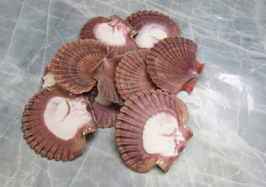 Mexican Flat Scallop Seashells Pecten Vogdesi (10 shells approx. 2+ inches) Perfect shells for coastal crafting décor & collections!