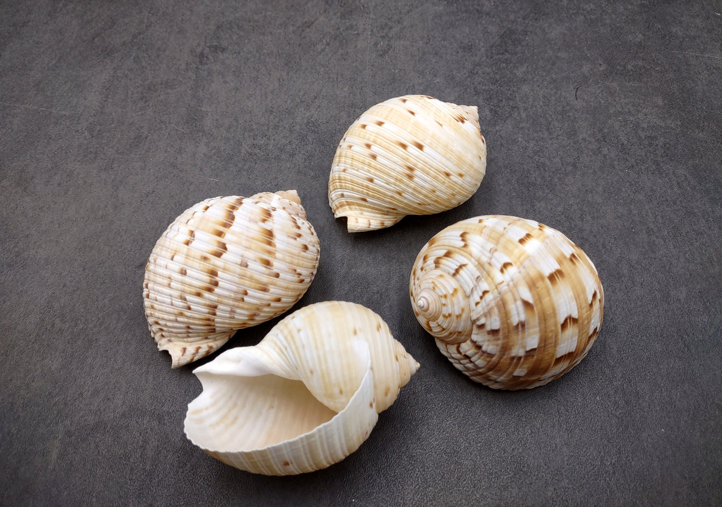 China Tun Seashell White Brown Tonna Chinensis (1 shell approx. 2+ inches) Great shells for coastal crafting décor & collections!