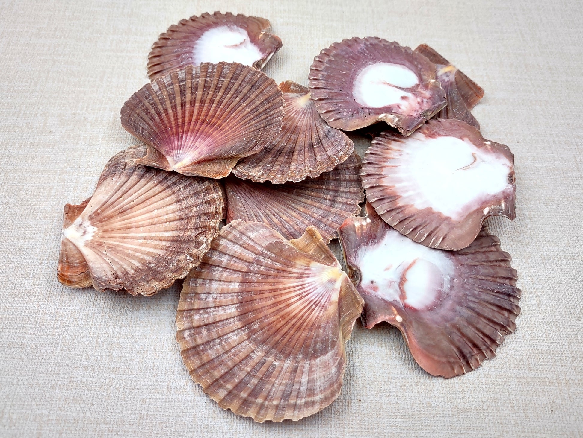 Mexican Flat Scallops - Pecten Vogdesi (10 shells approx. 2-3 inches). Multiple ombre brown ribbed shells in a fanned out system. Copyright 2022 SeaShellSupply.com.