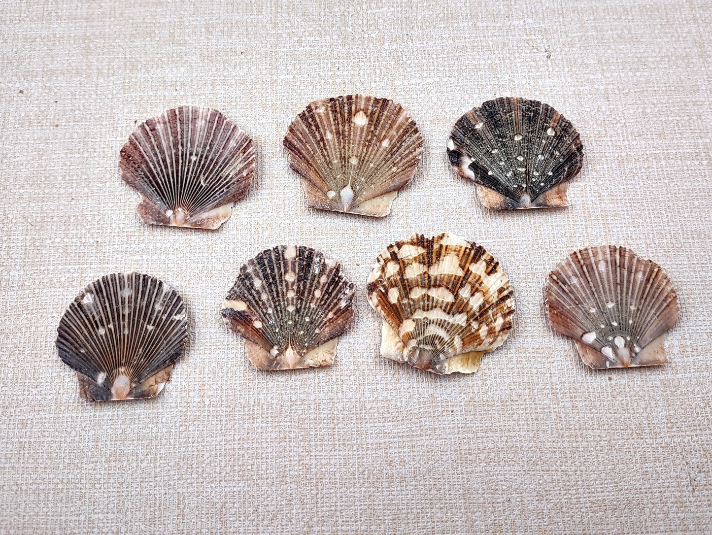 Flat Pixie Scallop Seashells Pecten (approx. half cup 10+ shells 0.5-1+ inches) Perfect shells for coastal crafting décor & collections!