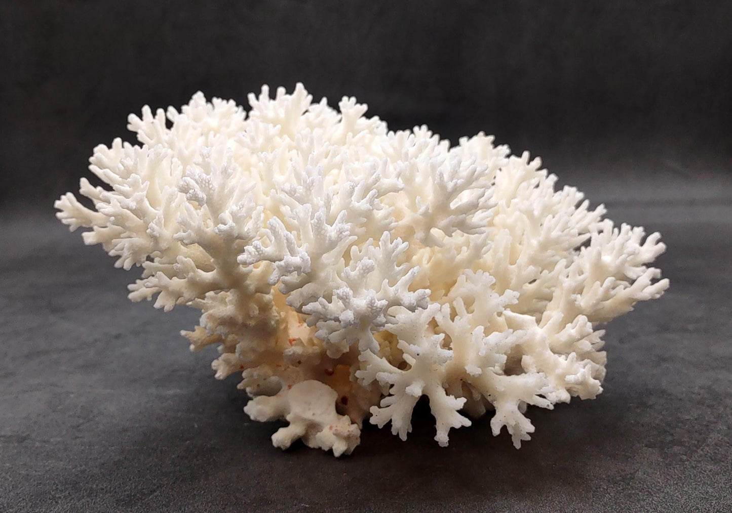 White Lace Coral Large Cluster Pocillopora Damicornis (1 coral approx. 9.5L x 4.25H X 7.5D inches) Unique Addition to Any Nautical Display!