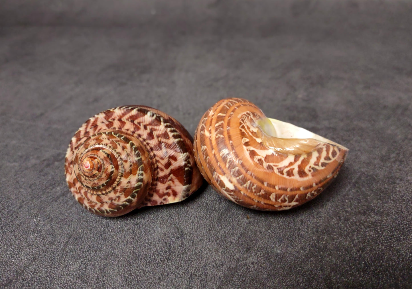 Tapestry Turbo Brown Seashells Turbo Petholatus (2 shells approx. 2+ inches) Shells for any coastal collecton or art project!