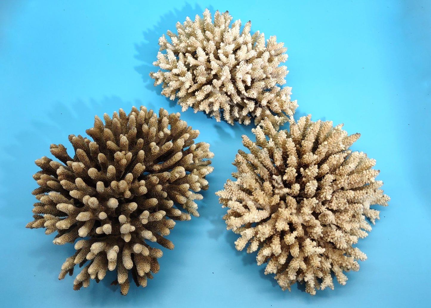 Off White Natural Table Coral Cluster Acropora Latistella (1 coral approx. 7-8+ inches) For home decor display & collecting!