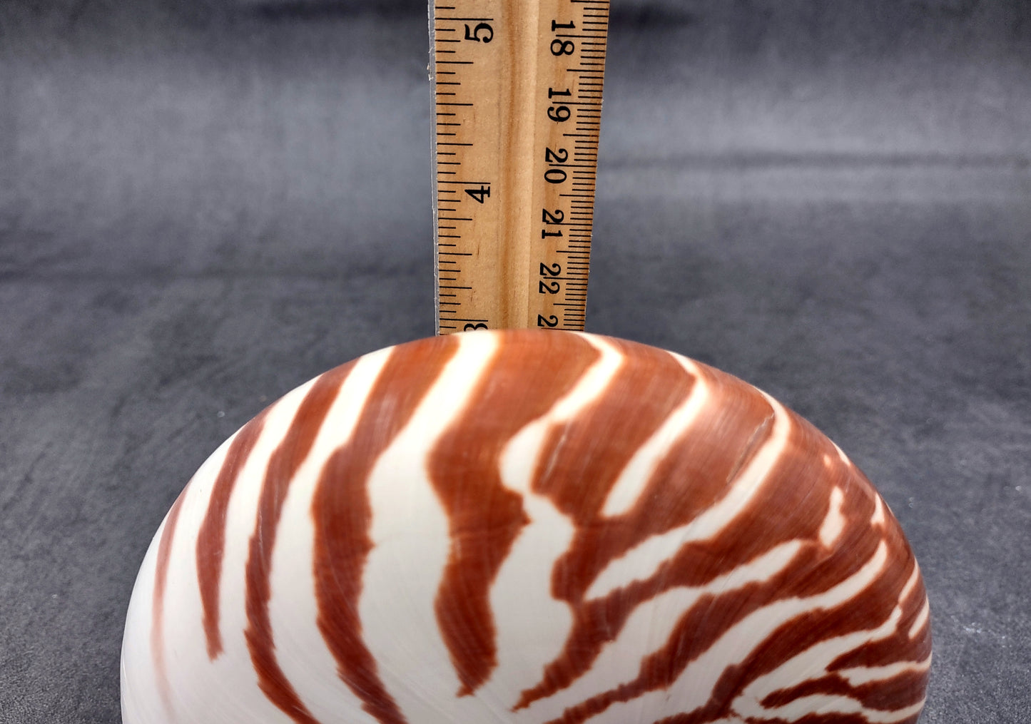 Natural Nautilus Seashell Nautilus Pompilius (1 shell approx. 5+ inches) Great shells for coastal crafting decor & collections!