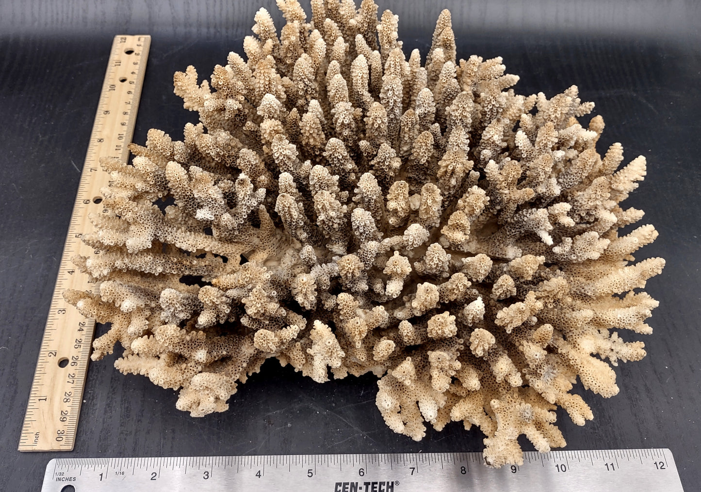 Image of Off White Natural Table Coral Large Cluster Acropora Latistella (1 coral approx. 12L x 4H x 10D inches) Copyright 2024 SeashellSupply.com