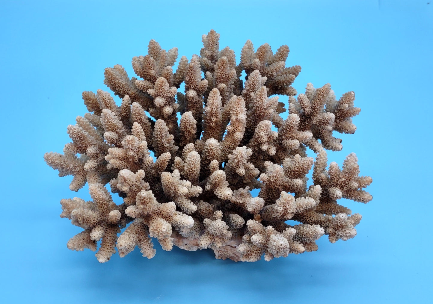 Off White Natural Table Coral Cluster Acropora Latistella (1 coral approx. 7-8+ inches) For home decor display & collecting!