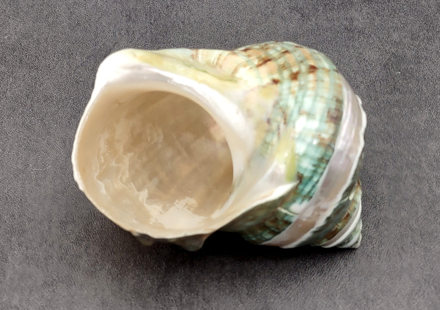 Polished Jade Green Turbo Seashell with Pearlized Stripe Turbo Burgessi (1 shell approx. 4+ inches) Shell for hermit crabs or collecting!