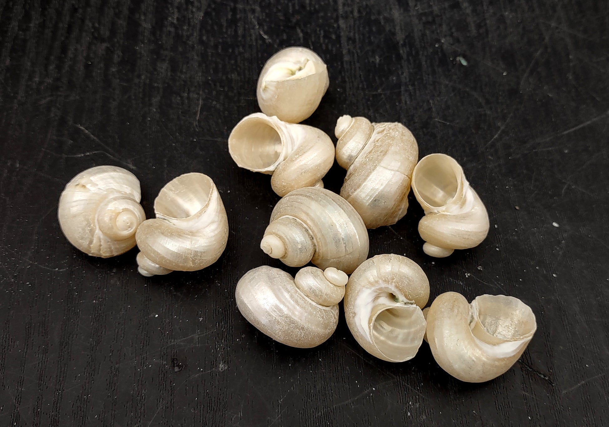 Pearlized Turbo Seashells (10 pcs.). Pile of spiral white glazed shells with medium sized openings. Copyright 2022 SeaShellSupply.com.