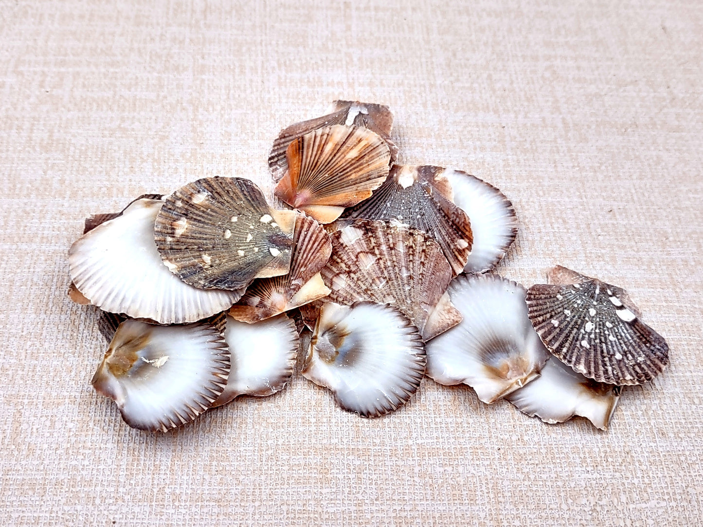 Flat Pixie Scallop Seashells Pecten (approx. half cup 10+ shells 0.5-1+ inches) Perfect shells for coastal crafting décor & collections!