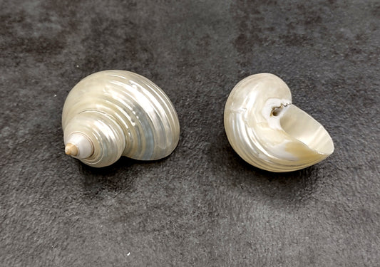 Pearlized Silver Mouth Turbo Seashells Turbo Argyrostoma (2 shells approx. 2+ inches) For hermit crabs art projects crafts & collecting!