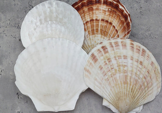 Irish Deep Baking Scallop Seashells Pecten Yessoensis (4 shells approx. 4+ inches) Perfect shells for coastal crafting décor & collections!