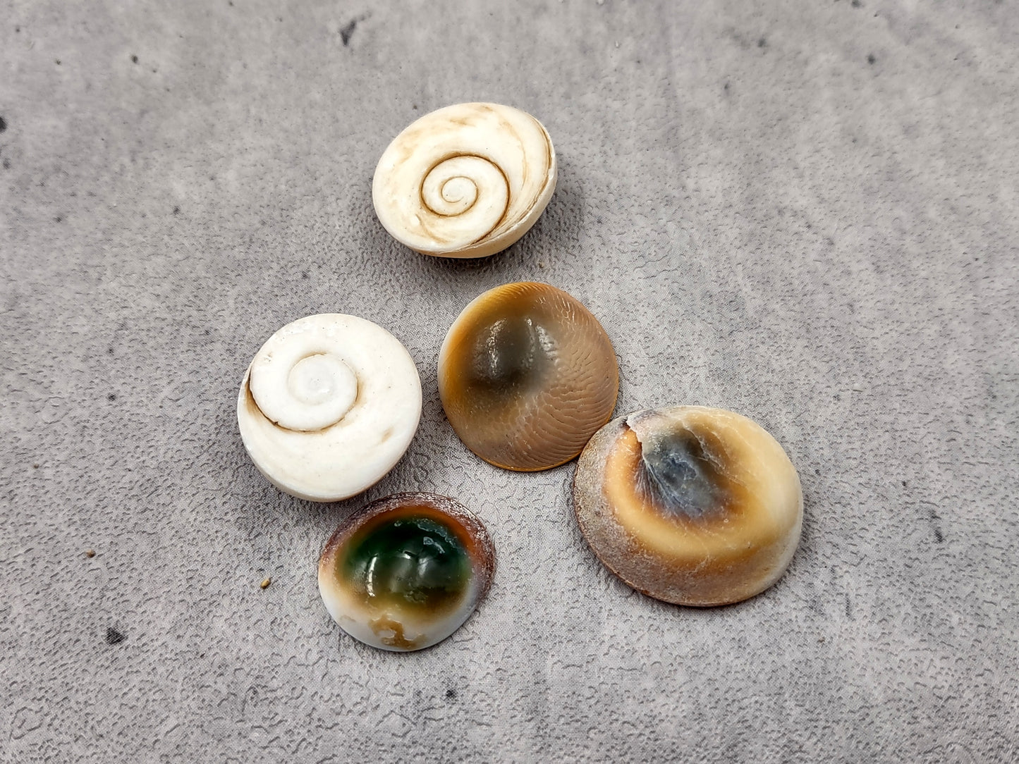 Cats Eyes Seashells Turbo Opercula (5 shells approx. 1+ inch) Perfect shells for coastal crafting décor & collections!