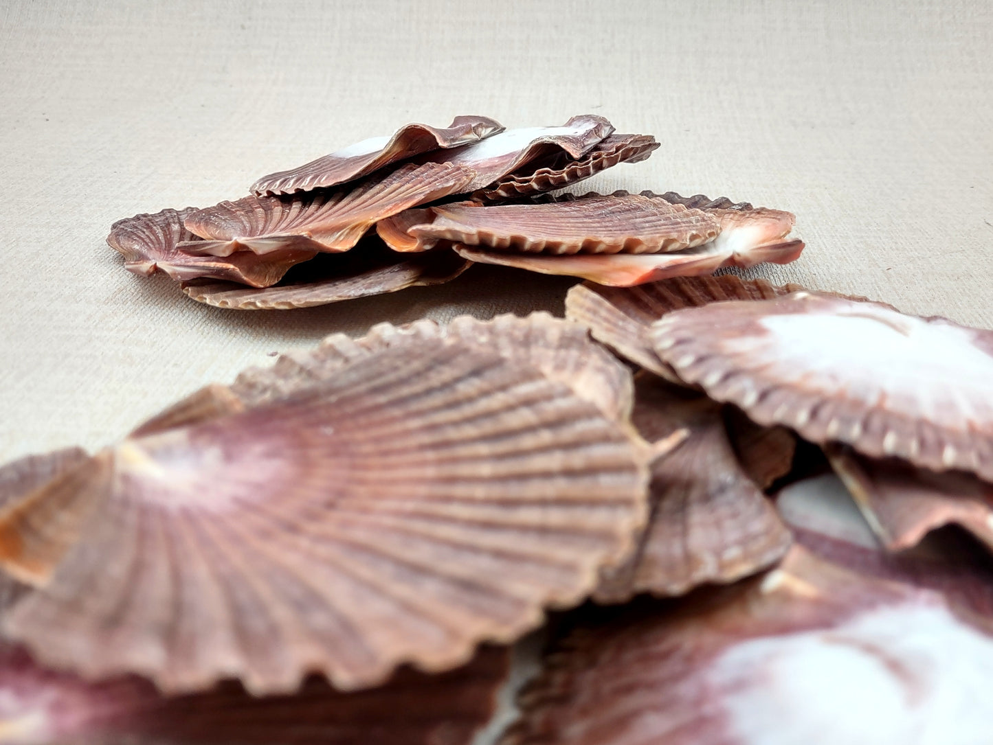 Mexican Flat Scallops - Pecten Vogdesi (10 shells approx. 2-3 inches). Multiple ombre brown ribbed shells in a fanned out system. Copyright 2022 SeaShellSupply.com.