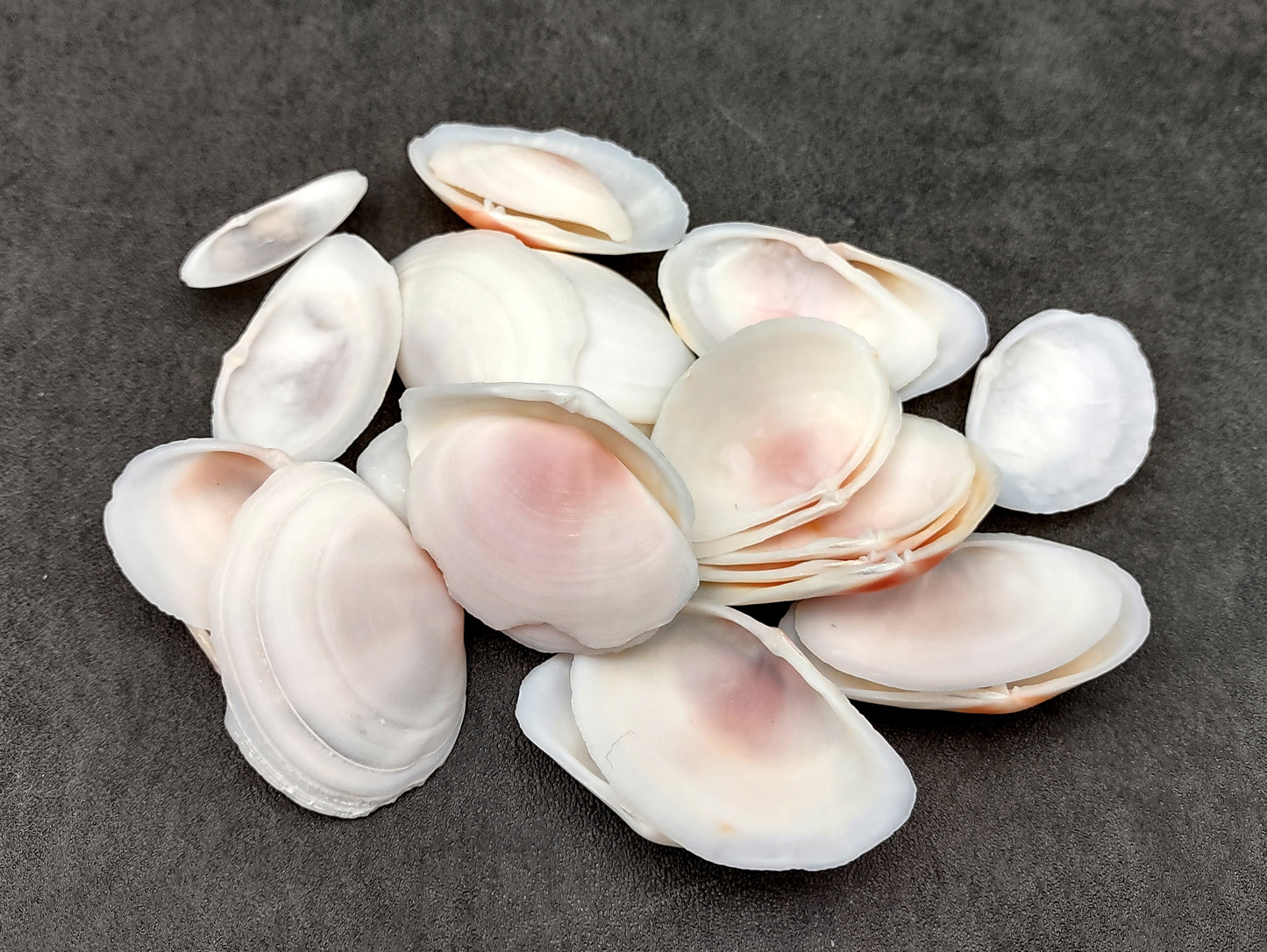 Light Pink Tellin Seashell Rose Petal Halves (30 shells approx. 1+ inches) Rose Pink White Sea Shells for home crafts & art projects!