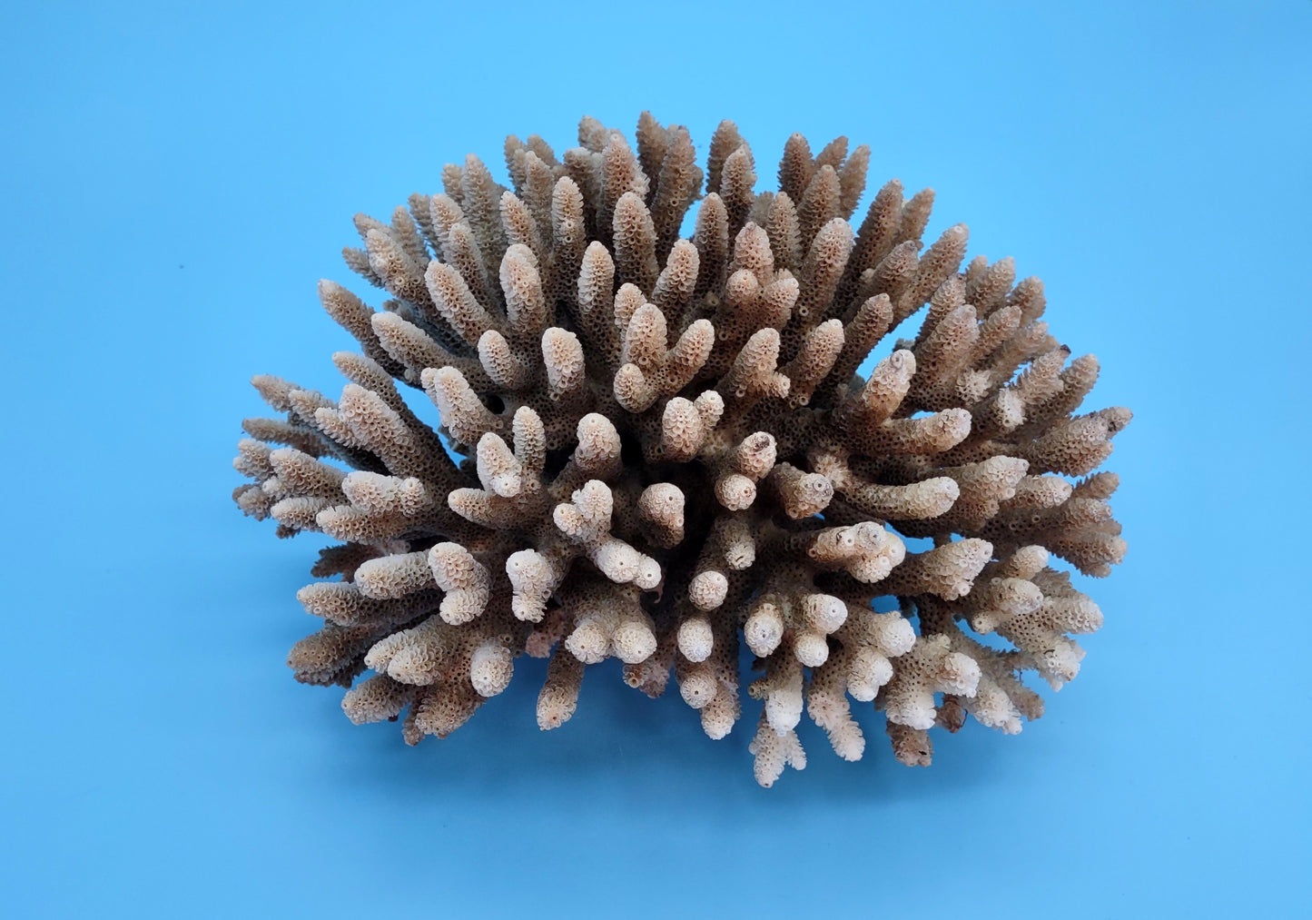 Off White Natural Table Coral Cluster Acropora Latistella (1 coral approx. 7-8+ inches) For home decor display & collecting!