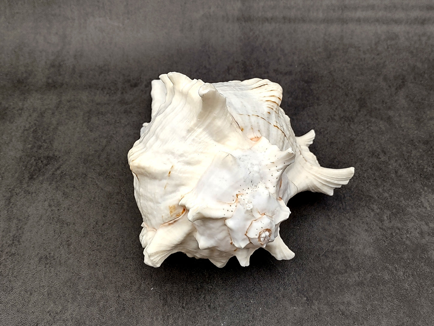 Large Ramose Murex White Seashell Chicoreus Ramosa (1 shell approx. 6.5+ inches) B GRADE Great Value For Decor Arts Crafts & Collecting!