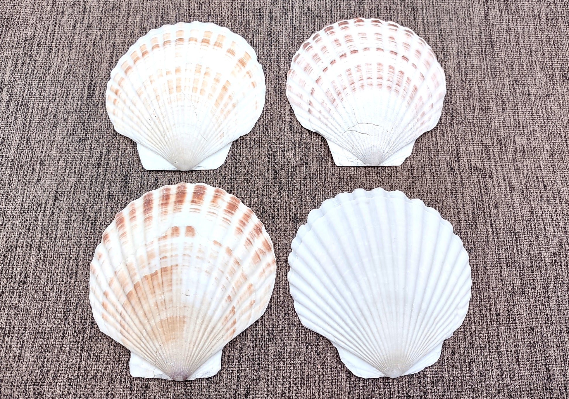 Irish Deep Baking Scallop Seashells - Pecten Yessoensis - (4 shells approx. 3 - 4")
4 white scallop sea shells on a stone background
Copyright 2022 SeaShellSupply.com