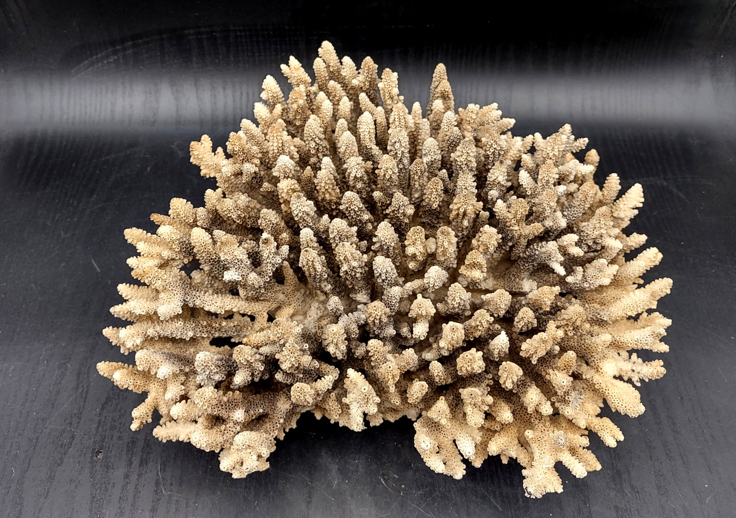 Image of Off White Natural Table Coral Large Cluster Acropora Latistella (1 coral approx. 12L x 4H x 10D inches) Copyright 2024 SeashellSupply.com