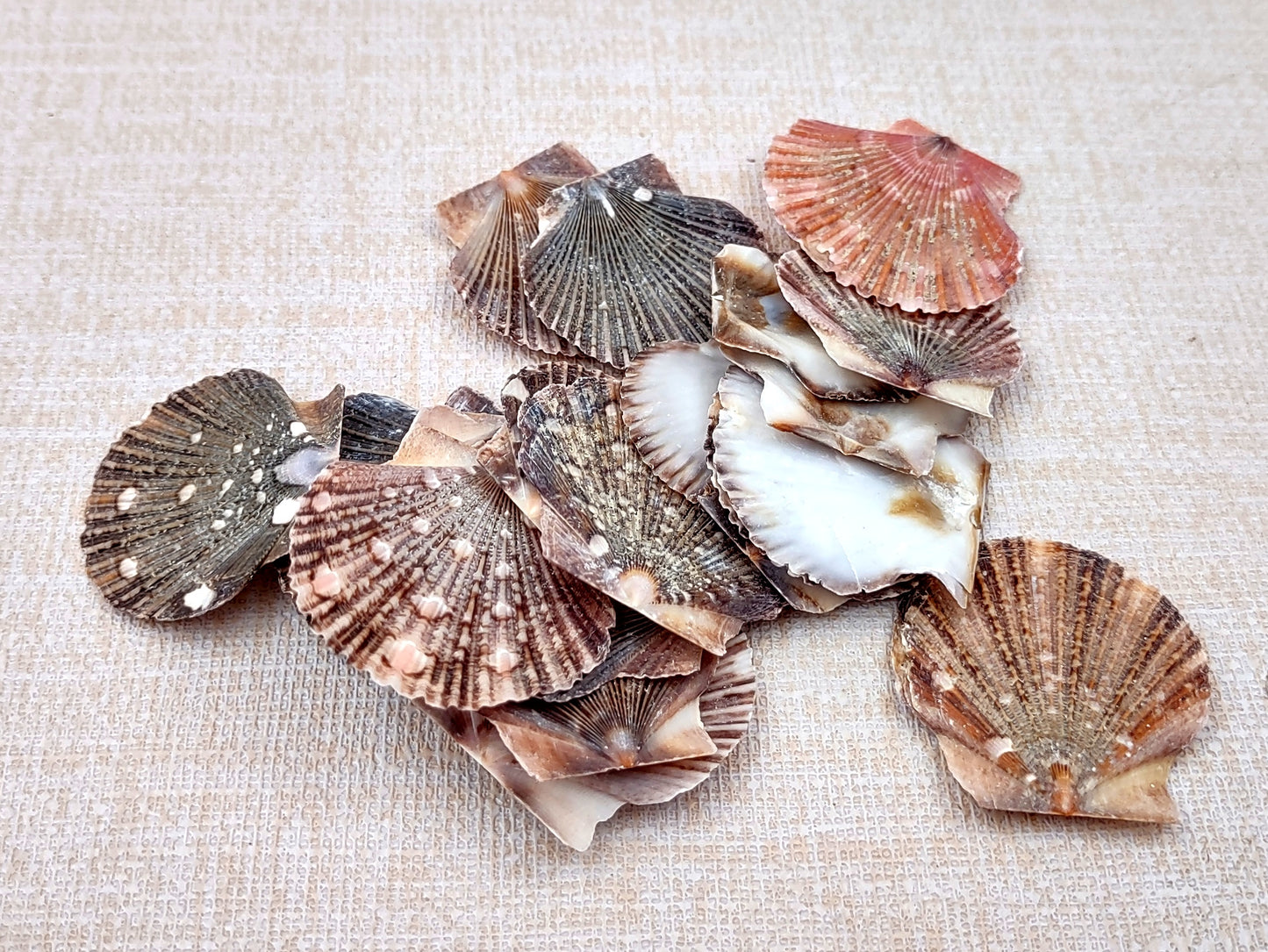 Flat Pixie Scallop Seashells Pecten (approx. half cup 10+ shells 0.5-1+ inches) Perfect shells for coastal crafting décor & collections!