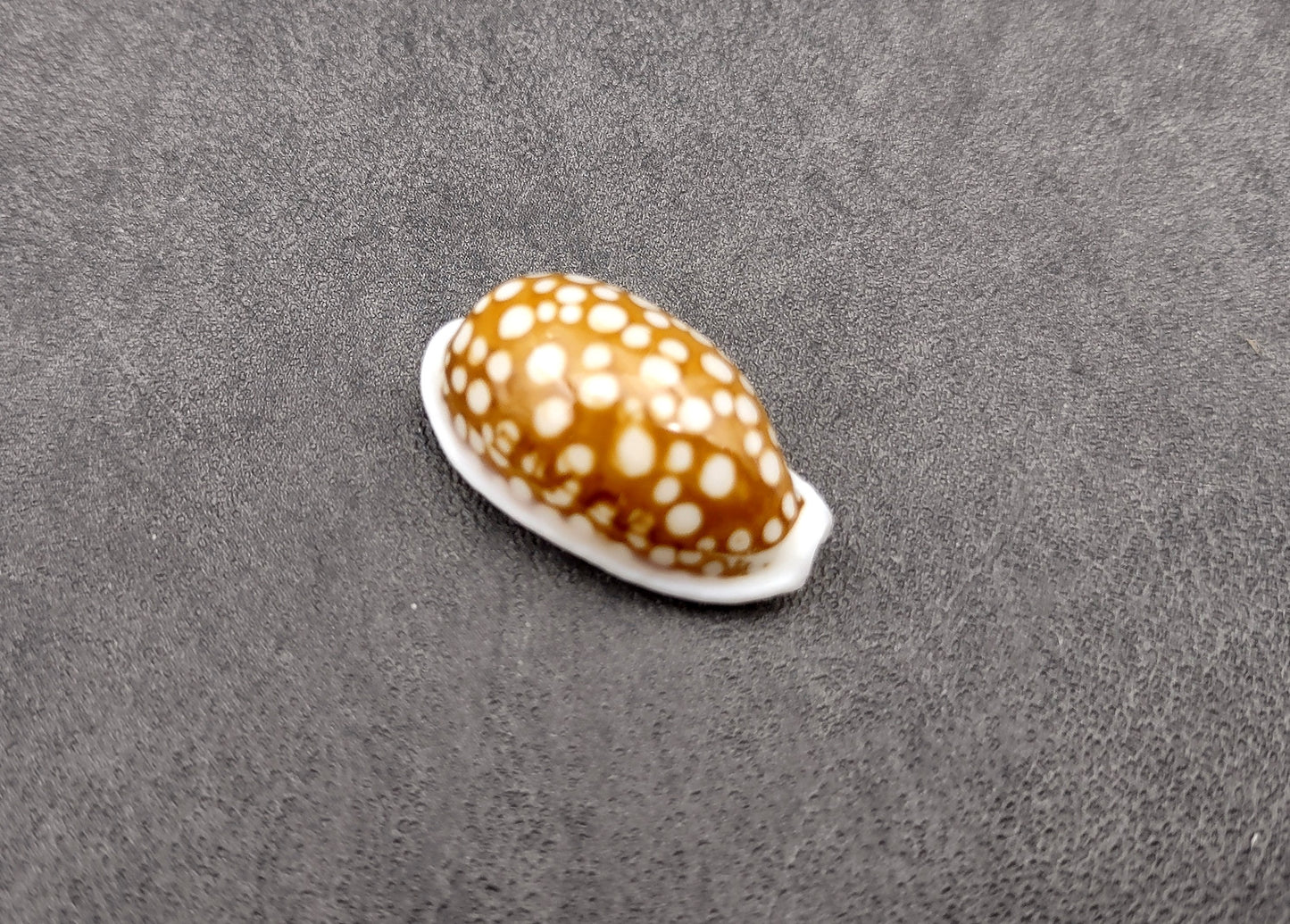 Large Sieve Cowrie Seashell Cypraea Cribraria (1 shell 1+ inches) Beautiful shells for any coastal crafting or décor!