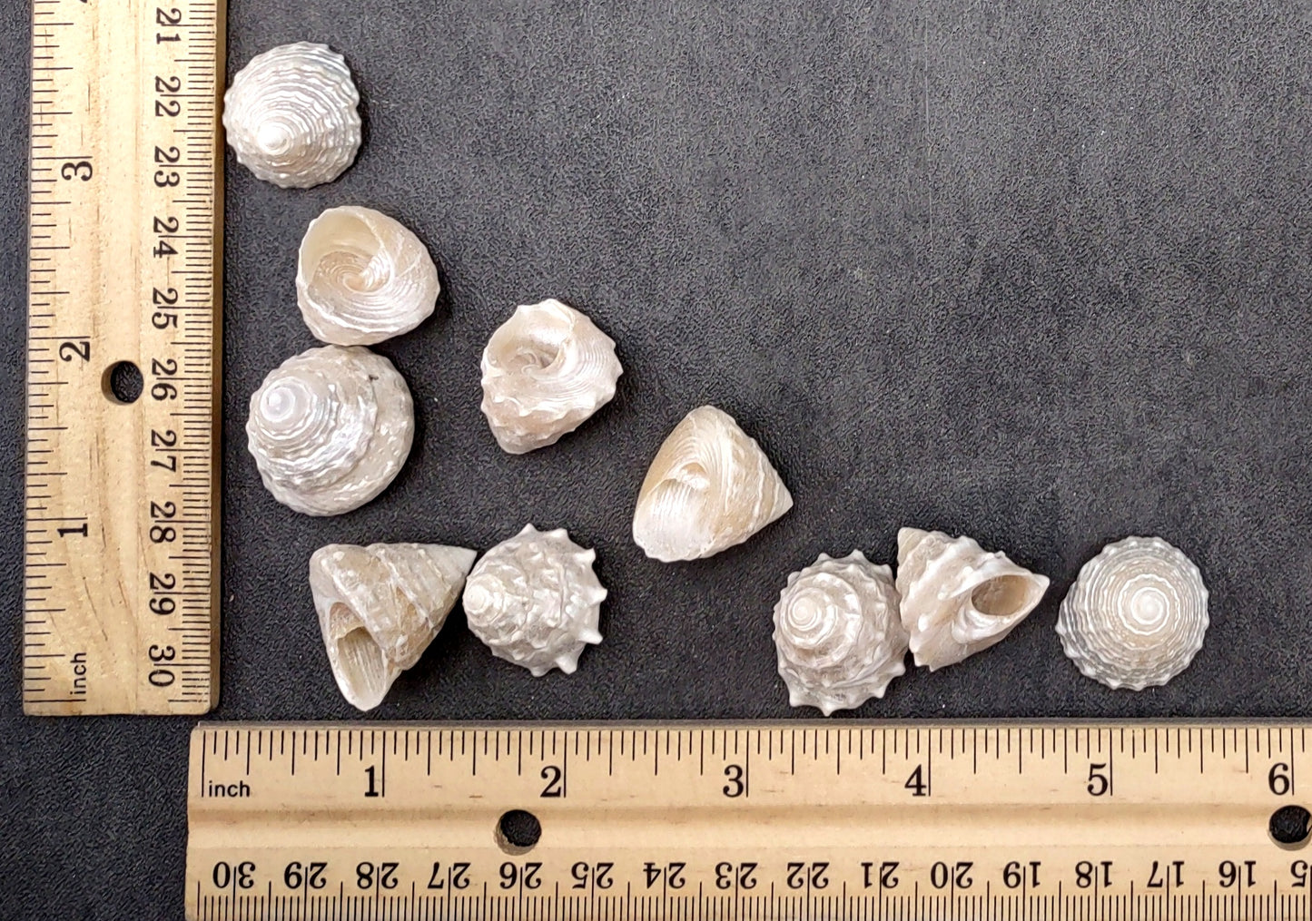 Pearlized Trochus Seashell Trochus Niloticus (10 shells approx. 0.75+ inch) Neat shells for coastal crafting décor & collections!