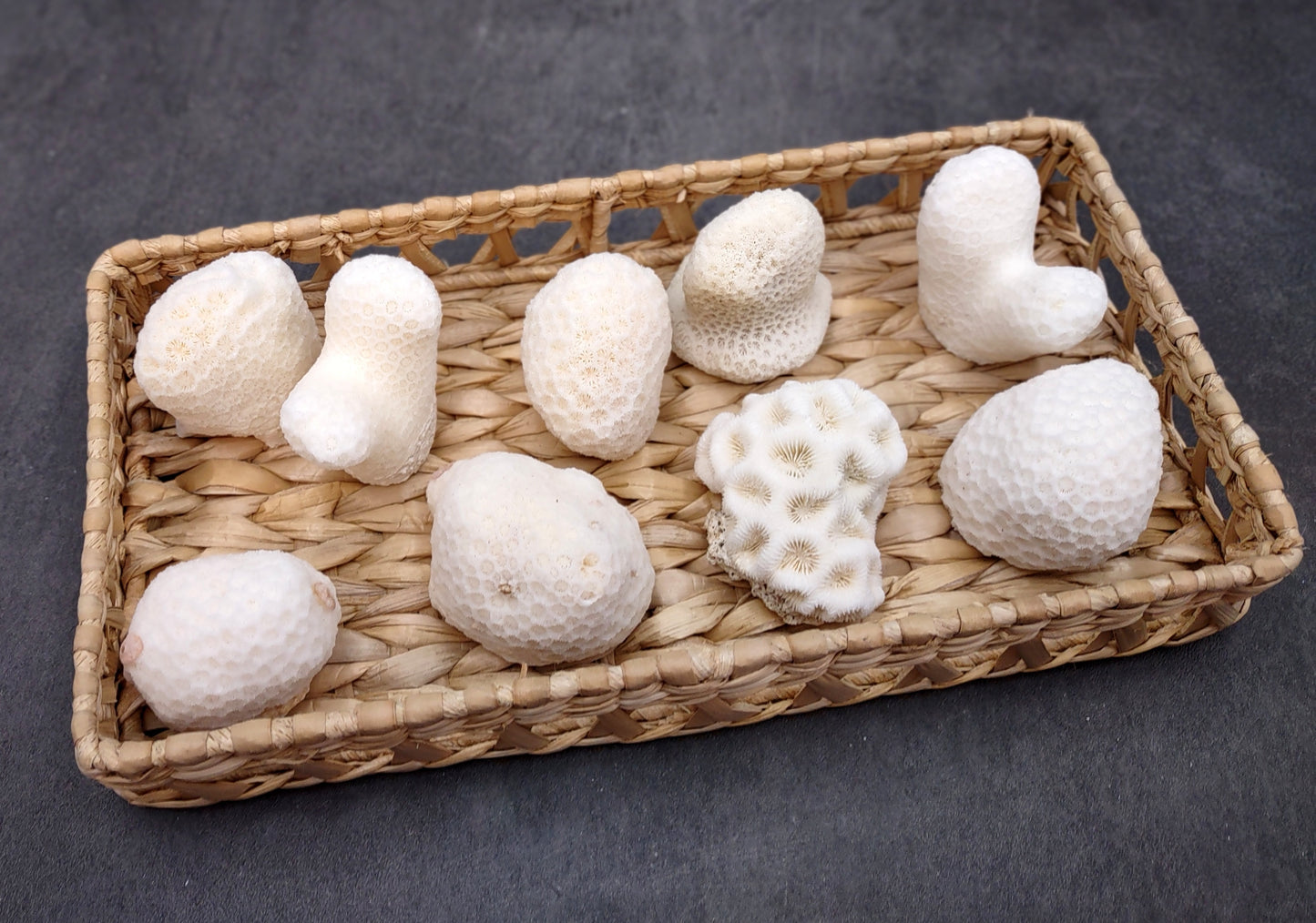 Farm Grown White Brain Coral (1 coral approx. 1+ inches) Earth friendly, display ready, sustainably grown & sourced!