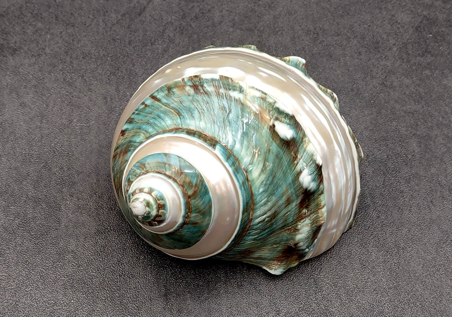 Polished Jade Green Turbo Seashell with Pearlized Stripe Turbo Burgessi (1 shell approx. 4+ inches) Shell for hermit crabs or collecting!