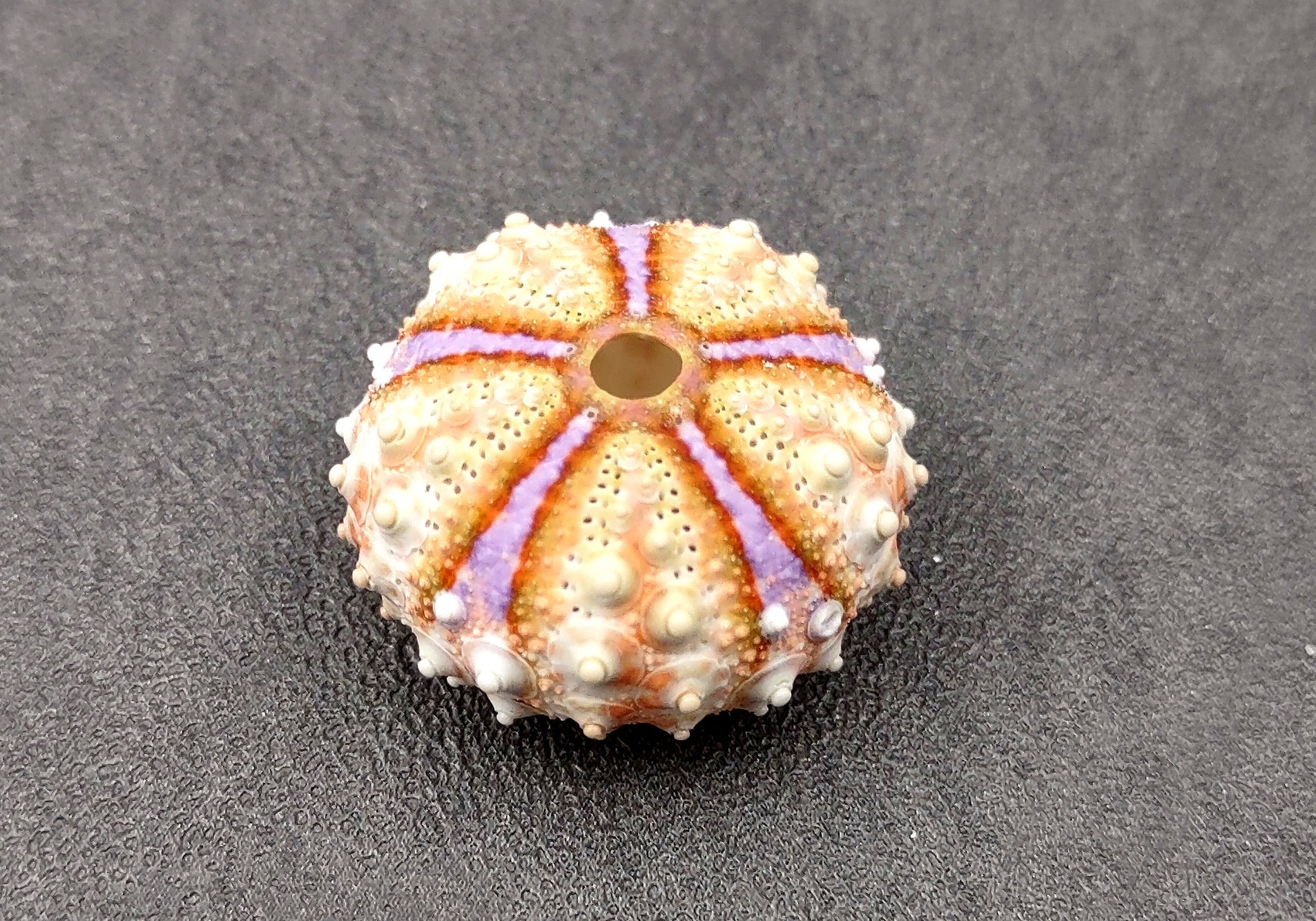 Deep Water Philippine Sea Urchin - Coelopleurus Mailardii - (1 urchin approx. .75-1 inch). Bright orange and purple urchins. Copyright 2024 SeaShellSupply.com.