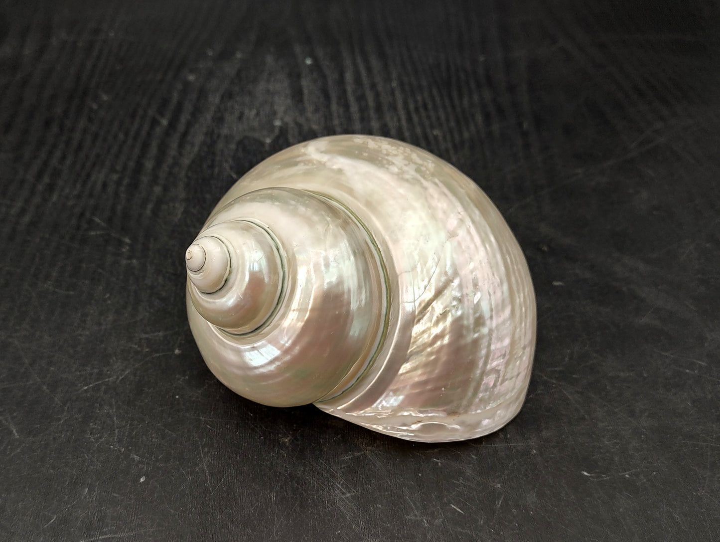 Pearlized Jade Turbo Shell (4 inches) - Turbo Burgessi. Two shiny and sort of reflective shells, one pointing to show the spiral and one showing the opening. Copyright 2022 SeaShellSupply.com.