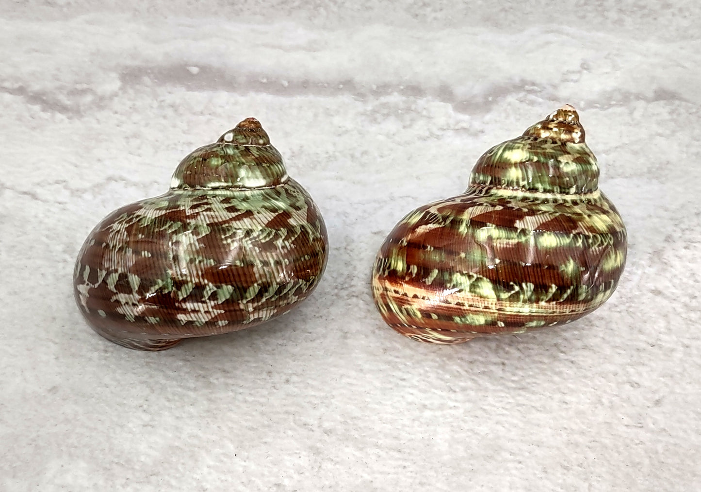 Tapestry Green Speckled Turbo Seashells Turbo Petholatus (2 shells approx. 2+ inches) Great for hermit crabs art crafts & collecting!