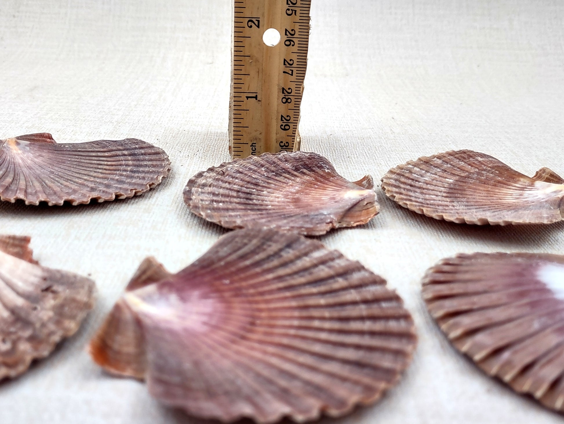 Mexican Flat Scallops - Pecten Vogdesi (10 shells approx. 2-3 inches). Multiple ombre brown ribbed shells in a fanned out system. Copyright 2022 SeaShellSupply.com.