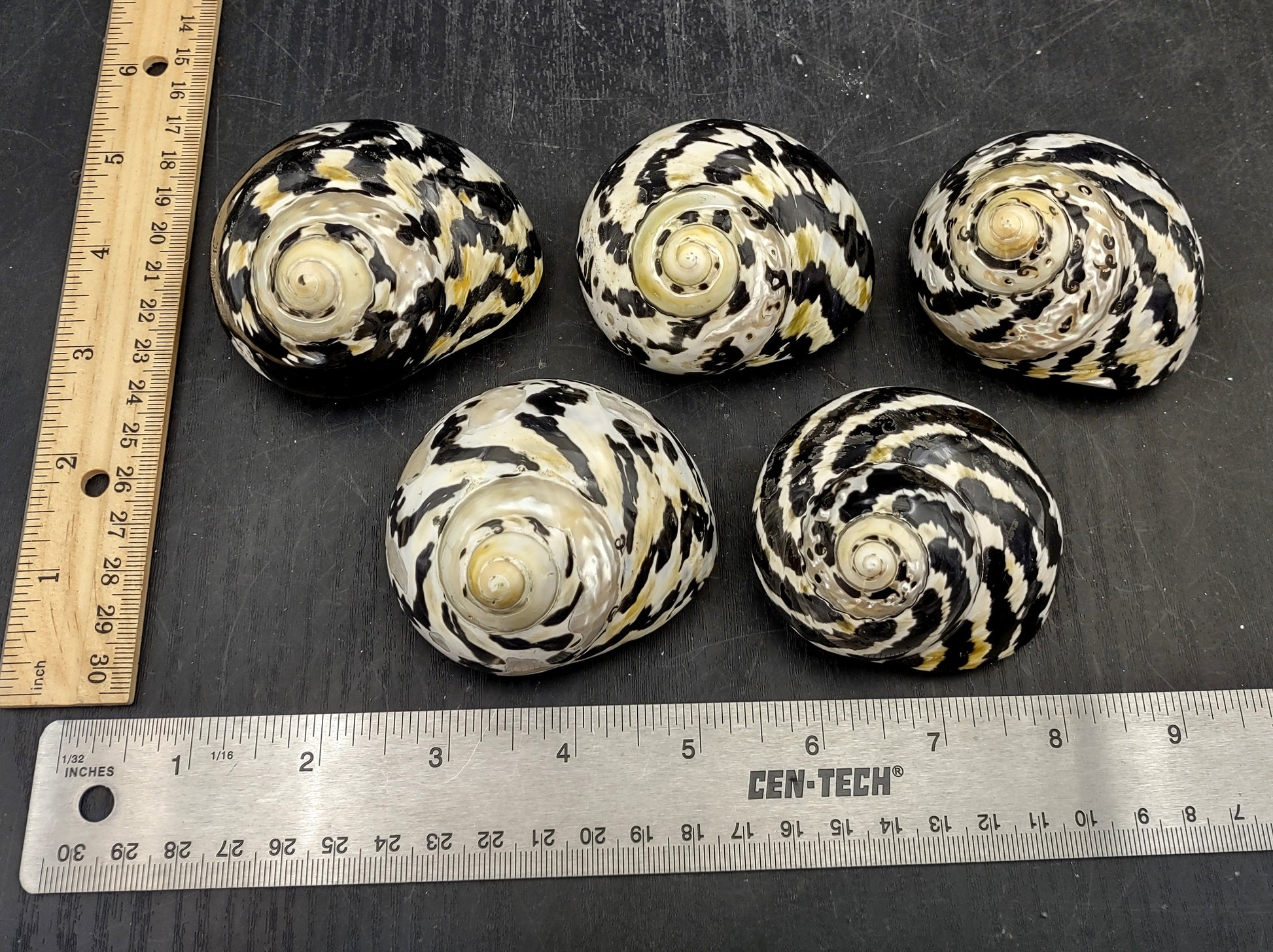 Polished West Indian Top/Magpie Seashell (appx. 2 inches) - Cittarium Pica. One black and white spotted spiral shell. Copyright 2022 SeaShellSupply.com.