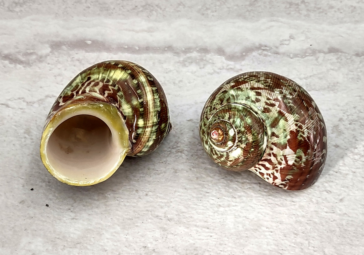 Tapestry Green Speckled Turbo Seashells Turbo Petholatus (2 shells approx. 2+ inches) Great for hermit crabs art crafts & collecting!