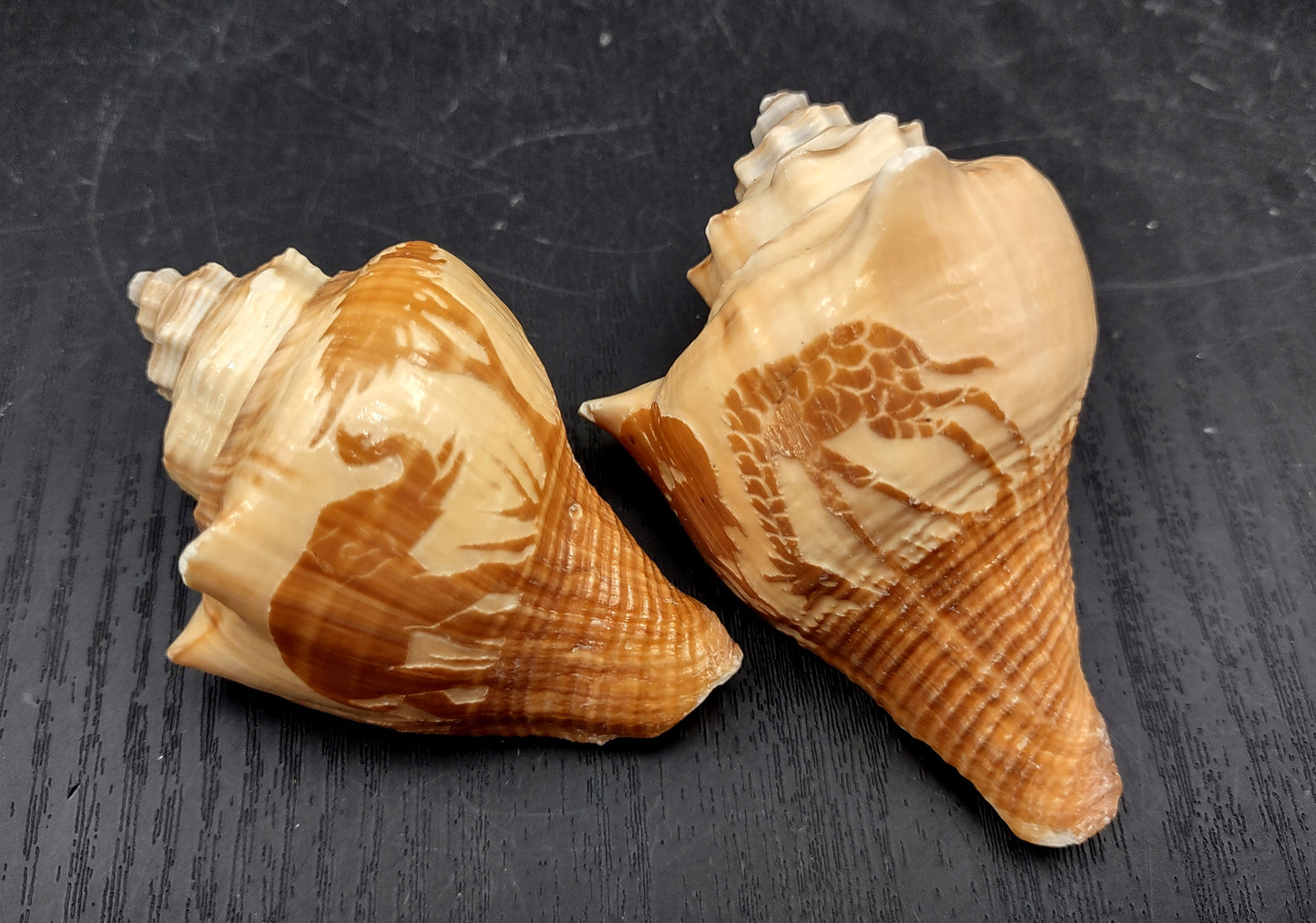 Carved Conch Seashell Decorative Set Lion Tiger Bear (3 shells approx. 3+ inches) Conch shells for coastal crafting display & collecting! Brown and tan spiral shells. Copy right 2024 SeaShellMart.com
